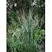 Seeds and Things Switchgrass 'Cave-in-rock' Native. 1,000+ Seeds an Upright Bunch-type Grass That Spreads By Short Rhizomes and Grows From 4 Ft. To 6 Ft. Tall. Blooms From July to September. Drought Tolerant. Very Hardy.