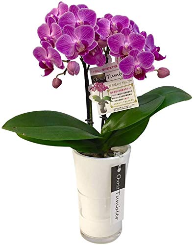 ミディ胡蝶蘭 ピンク 2本立 タンブラーポットスリム 3号 HanaMarche（ハナマルシェ）商品画像