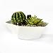 SilvineandSands 7 inch Geometric Minimalist White Planter Pot | Succulent and Flower Pot Container | Modern White Planter