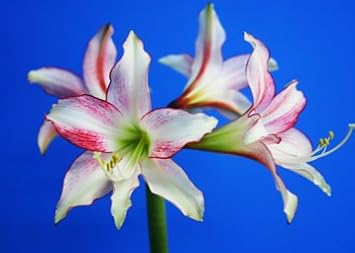 Amazon オリジナル品種 アマリリス ドリーム パラダイス 球根 中球 1球 球根