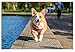 Corgi Necklace, Corgi Origami Necklace, Corgi Gifts Perfect For Dog Lovers, Dog Jewelry For Women, Dog Necklaces For Lovers Of Corgis, Gift For Corgi Lovers (Rose Gold Tone)