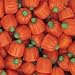 Brachs Mellowcreme Pumpkins 24 Oz Value Bag