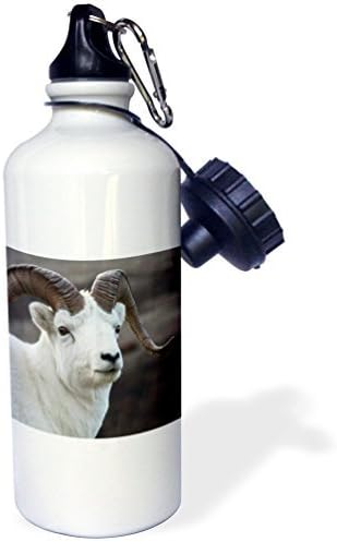 Danita Delimont Sheep USA, Alaska, Denali, National Park, Big Horn Sheep - 21 oz Sports Water Bottle