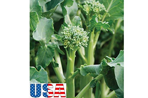 Raflesa USA Seller Happy Rich F1 Broccoli 100-1200 Seeds (Summer Broccoli) (800 Seeds)