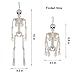 Halloween Skeleton- Full Body Posable Halloween Skeleton with Movable Joints for Best Halloween Decoration,Graveyard Decorations, Haunted House Accessories（2 Pack 16