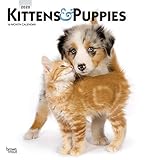 Kittens & Puppies 2020 12 x 12 Inch Monthly Square Wall Calendar with Foil Stamped Cover, Animals Cu by 
