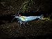 Aquatic Arts 5 Live Freshwater Blue Velvet Shrimp (Neocaridina davidi - 1/4 to 1 inch Breeding Age Adults)