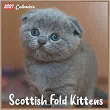 Scottish Fold Kittens 2021 Calendar: Official Scottish Fold Kittens