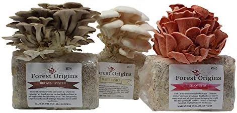 Specialty Trio Mushroom Grow Kit by Forest Origins