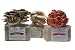 Specialty Trio Mushroom Grow Kit by Forest Origins, Beginner Mushroom Growing Kit, Top Gardening Gift, Unique Gift, Holiday Gift primary