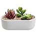 Modern Oval Design White Ceramic Succulent Plant Holder/Decorative Cactus Flower Planter Pot