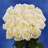 GlobalRose 50 Fresh Cut White Roses - Fresh Flowers Delivery- Long Stem and Large Bloom Roses