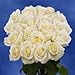 GlobalRose 50 White Roses - Beautiful Long Stem Flower- Ideal For Weddings, Holidays and Birthdays