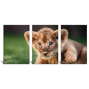 Canvas Wall Art Wild View Animals Beasts Painting Artwork for Home Prints Framed - 16"x24" x 3 Panels