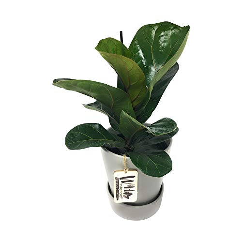 Plant Foliage Signature 5 Inch