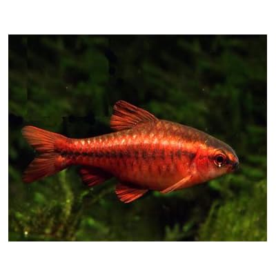 WorldwideTropicals Live Freshwater Aquarium