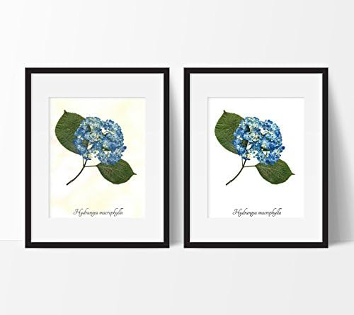 Blue Hydrangea Botanical Print - Pressed Flower Herbarium Print - Flower Print Wall Art