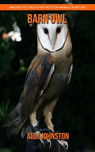 Barn Owl Amazing Pictures Fun Facts On Animals In Nature