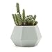T4U Ceramic Succulent Planter Pots with Drainage Hole Set of 4, Matt Hexagonal Porcelain Handicraft as Gift for Mom Sister Aunt Best for Home Office Restaurant Table Desk Window Sill Decoration