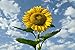 Sow Right Seeds - Jumbo Pack of Skyscraper Sunflower Seeds to Plant; Up to 12 Feet Tall! Non-GMO Heirloom Seeds; Full Instructions for Easy Planting; Wonderful Gardening Gifts