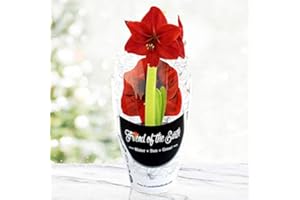 HOLLAND BULB FARMS Barbosa Potted Amaryllis – Gift Ready, Includes Bulb, Soil & Container