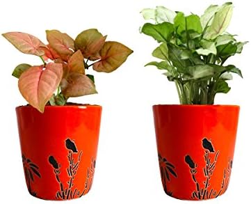 Rolling Nature Combo of Good Luck Live Air Purifying Pink Syngonium and Green Syngonium Plant in Orange Bucket Aroez Ceramic Pot