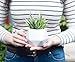 Small Faux Aloe Succulent in White Geometric Ceramic Planter - 4.5 x 6.5 Inches - Marmeda Decor Potted Artificial Plant in Glazed Vase - Modern Decor for Home or Office