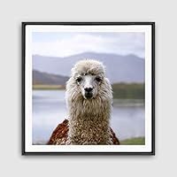 Framed Canvas Wall Art Alpaca Canvas Prints Home Artwork Decoration for Living Room,Bedroom - 16x16 inches