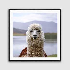 Framed Alpaca Home Artwork for Living Room Bedroom