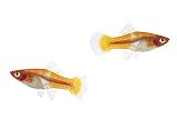 Posterazzi DPI12549578 Two Female Koi Santa Claus