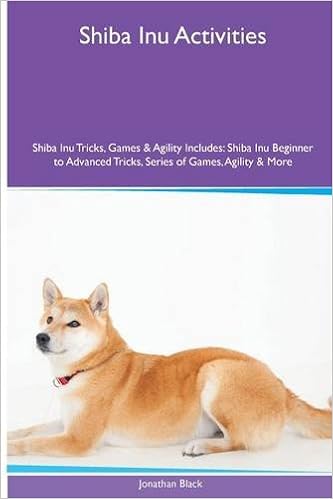 shiba inu agility