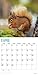 Squirrels 2019 16 Month Wall Calendar 12 x 12 Inches