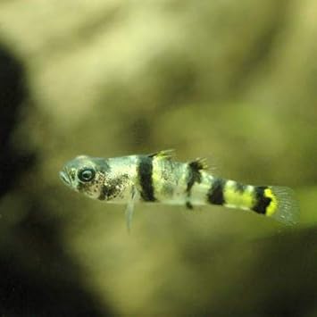 Amazon 熱帯魚 フレッシュウォーター バンブルビーフィッシュ 12匹 北海道 九州航空便要保温 Charm チャーム 観賞魚 水中生物 通販 Amazon 熱帯魚 フレッシュウォーター バンブルビーフィッシュ 12匹 北海道 九州航空便要保温 Charm チャーム 観賞魚 水中生物 通販