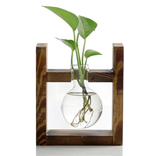 Ivolador Desktop Glass Planter Bulb Vase with Retro Solid Wooden Stand for Hydroponics Plants Home Garden Wedding Decor (1 Bulb Vase)