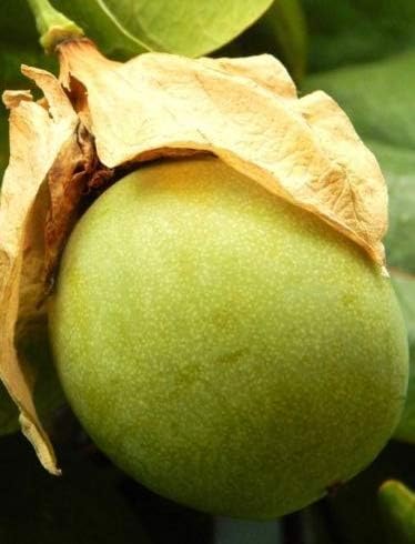 Sweet X Calebash, 10 Fresh Seeds Passiflora Maliformis Passion Flower Edible Fruit Seed