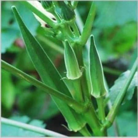 Creative Farmer Vegetable Seeds Okro - Okra Seeds - Ladies Finger Seeds Easy Growing Outdoor Plant Seeds Home Garden Seeds