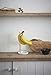 Yamazaki Home Tosca Banana Hanger - Steel + Wood