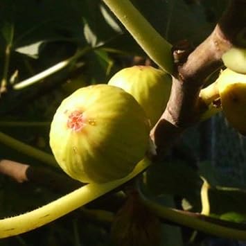 Amazon 矮性で 地植えもｏｋ イチジク フィカス カリカ シュガー １２cmpot １株 Diy 工具 ガーデン