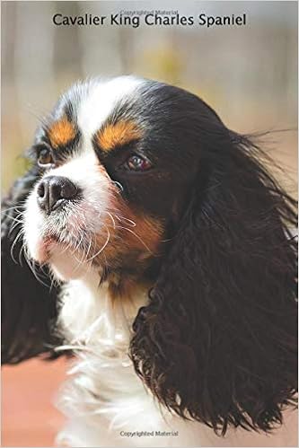 king george cavalier puppies