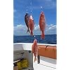 Deep-Drop-Rig-with-100-High-Carbon-Steel-Circle-Hooks-for-Queen-snapper-Yellow-Eye-snapper-Grouper-Mutton-Snapper-Tilefish-Blackbelly-Rosies