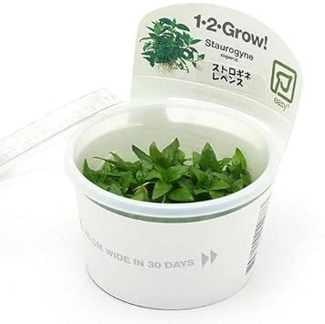 Amazon 水草 組織培養１ ２ ｇｒｏｗ ストロギネ レペンス 液体培地 トロピカ製 無農薬 １カップ 北海道航空便要保温 Charm チャーム 生体水草 通販