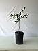 2-3 Foot Key Lime Tree in (3) Gallon Grower's Pot