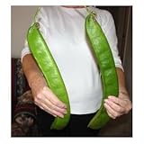 Seeds and Things 3 Jack in the Bean Stalk Magic Beans Seeds Unusual