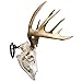 Herron Outdoors Skull Mount - Fully Adjustable Skull Wall Mount - Secure Removable Stinger - Skull Hanger Hook Mount for Displaying Taxidermy, Deer and Euro Skulls (Firearm)