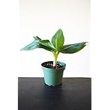 9GreenBox - Truly Tiny - Tiny Musa Banana Tree - 4" Pot - Great Fruit