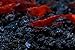 Live Freshwater Aquarium Shrimp Neocaridina (Bloody Mary (10 Pack))