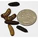 Tasty Grubs 1lb Dried Black Soldier Fly Larvae Bag Made in USA
