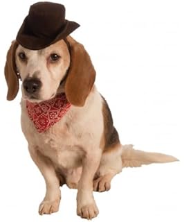dog cowgirl hat