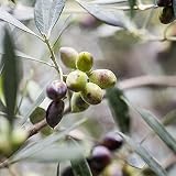 Korres Olive & Olive Blossom Eau De Cologne 100ml Refreshing Fragrance view 2