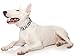 DEAF DOG White Color Coded L-XXL Semi-Choke Dog Collar (No/Limited Hearing) PREVENTS Accidents By Warning Others of Your Dog in Advance